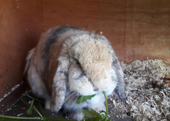 Christoph アパート Voldopp