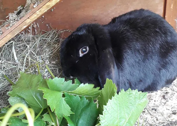 Apartment Christoph Voldopp